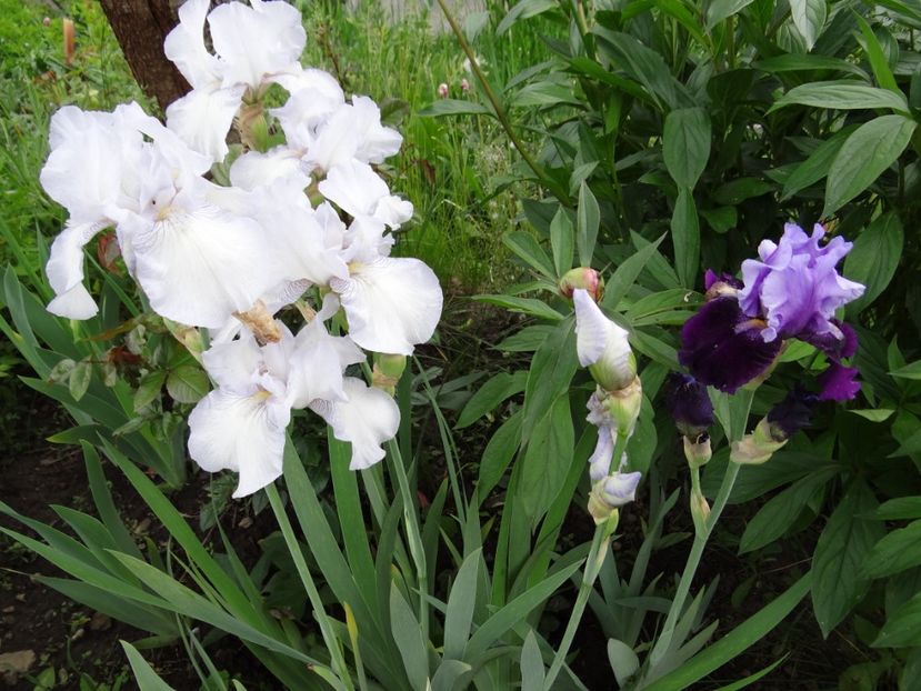 English Cottage si Bluebird Wine - si mai frumoase zile de Mai