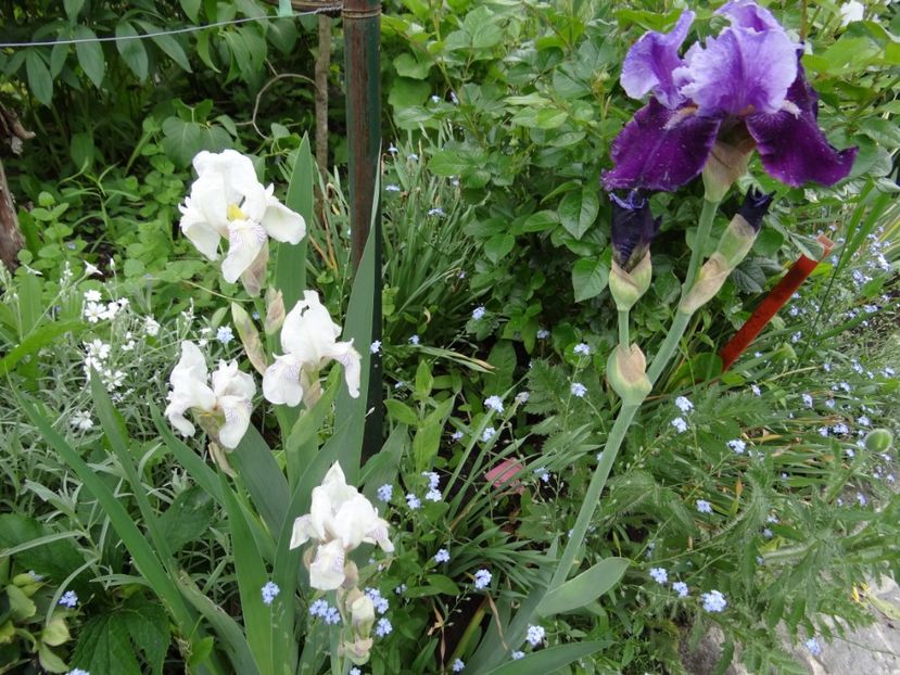  - si mai frumoase zile de Mai