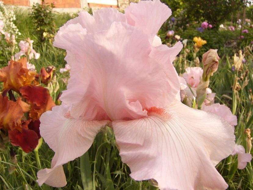 Iris Vision in Pink - ANUL 2017 VII