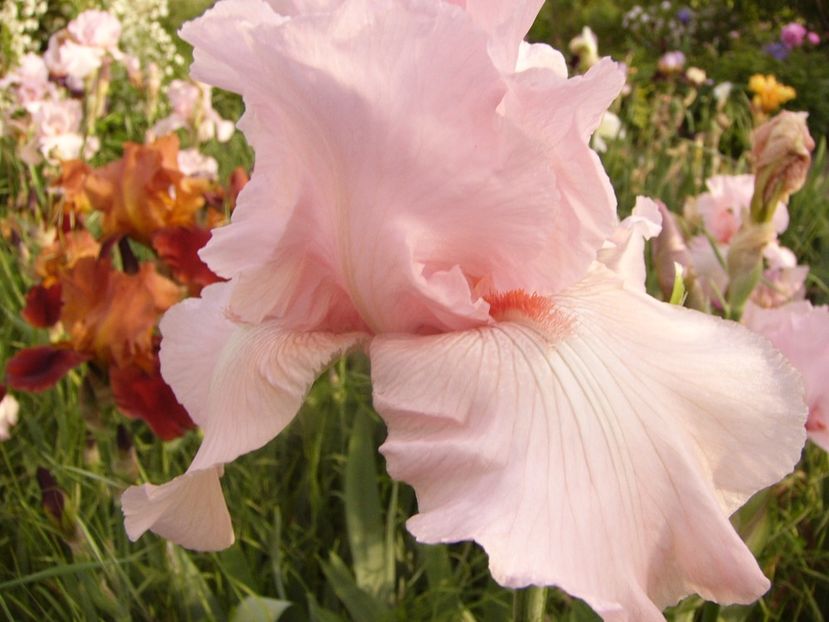 P1330612 - ANUL 2017 VII