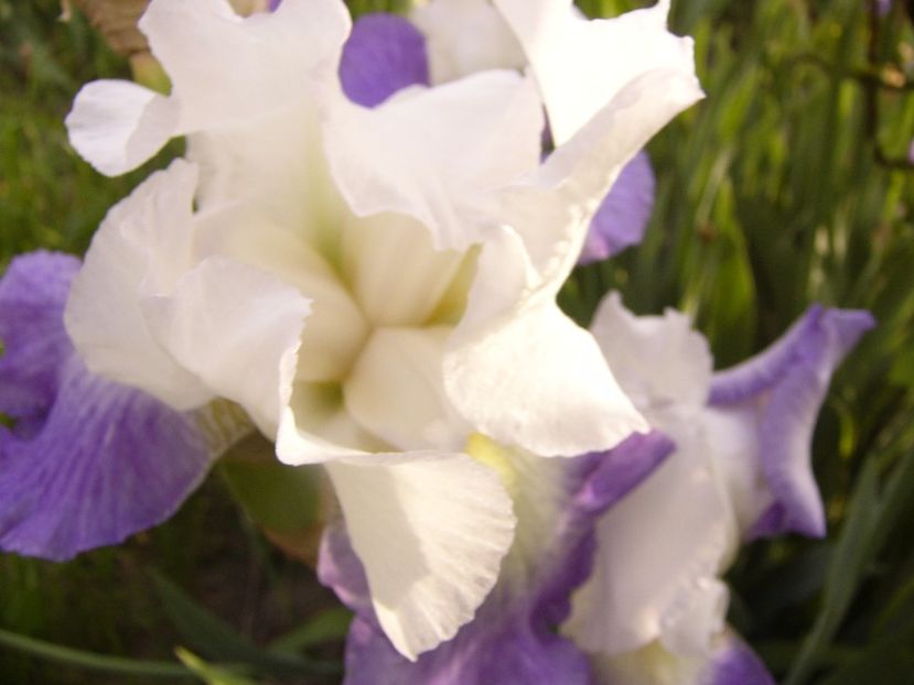 Iris Morning Rich - ANUL 2017 VII