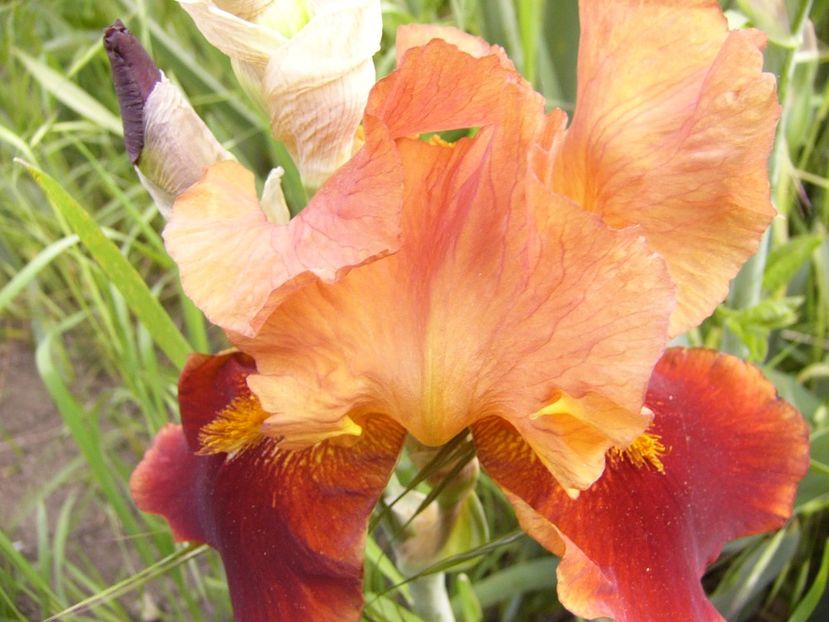 Iris Apollodorus - ANUL 2017 VII
