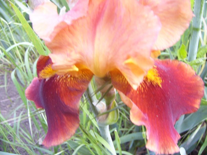 Iris Apollodorus - ANUL 2017 VII