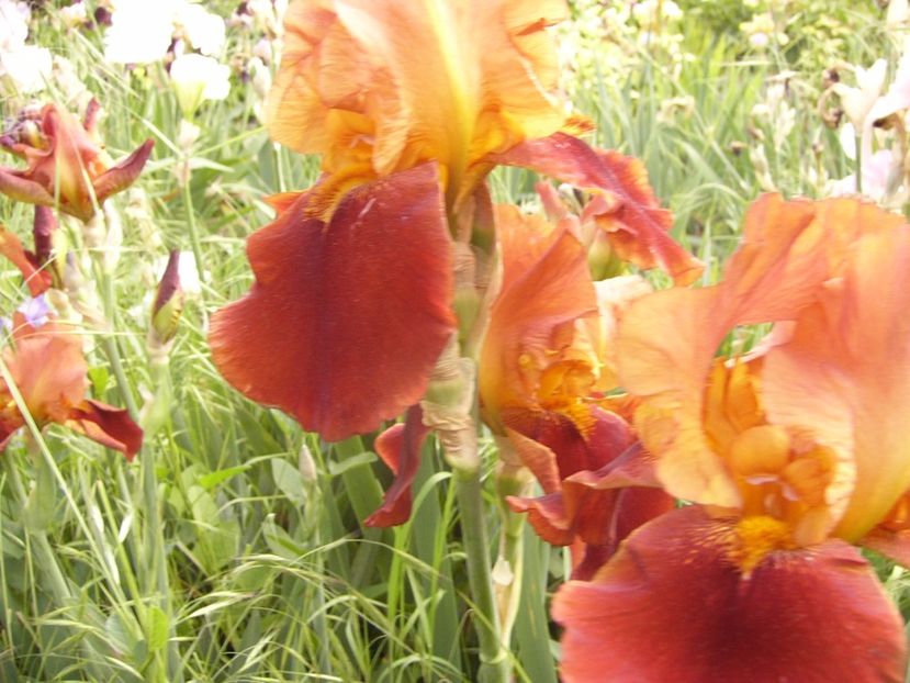 P1330634 - ANUL 2017 VII