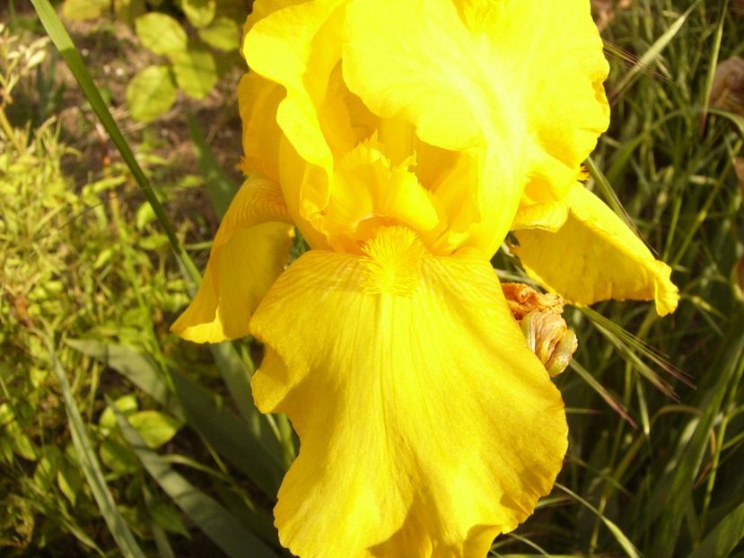 P1330639 - ANUL 2017 VII