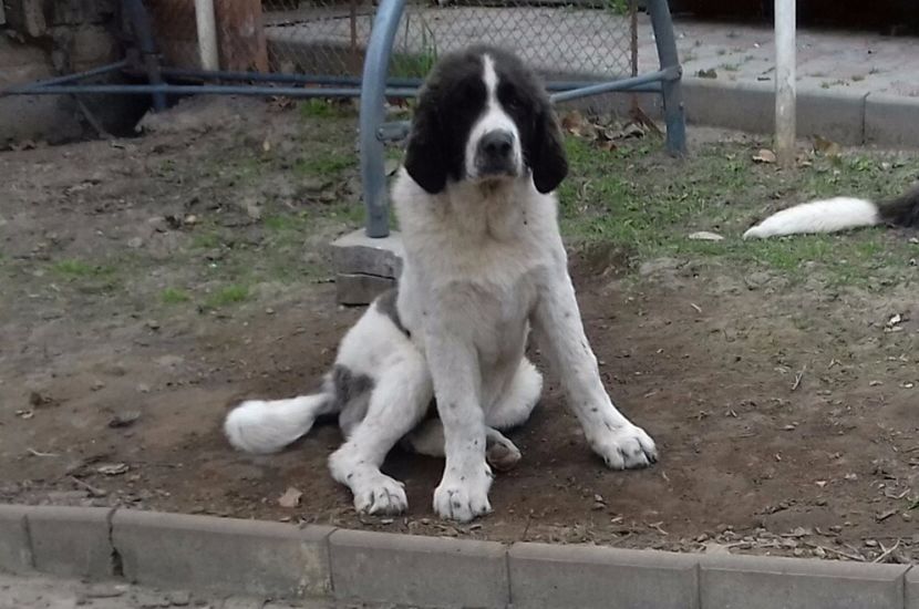 20170429_105912-1 - Canisa de Manastireni