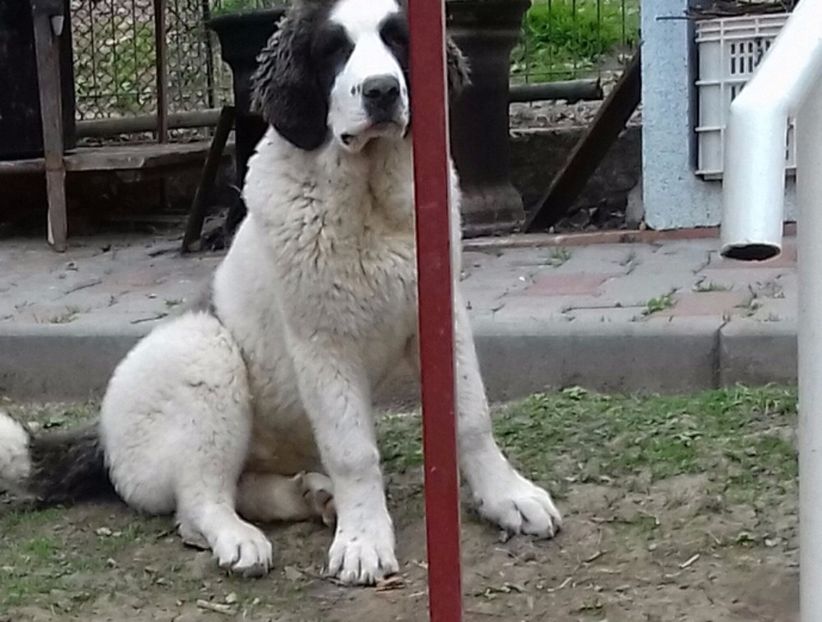 20170429_105931-1 - Canisa de Manastireni