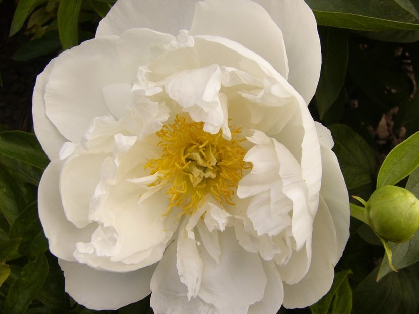Paeonia Miss America - ANUL 2017 VII