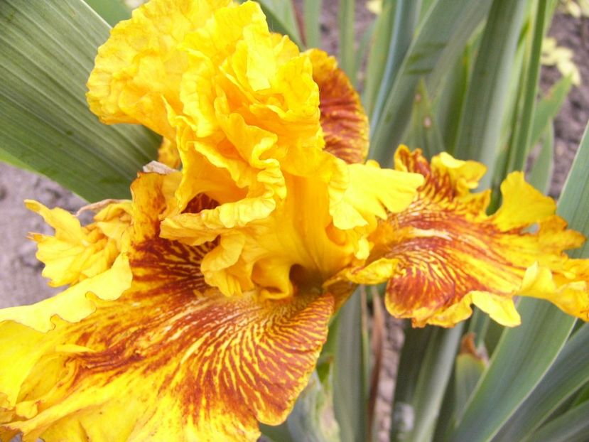 Iris Burst cred.... - ANUL 2017 VII