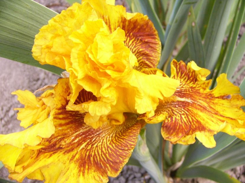 P1330673 - ANUL 2017 VII