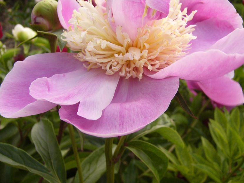 Paeonia Largo - ANUL 2017 VII