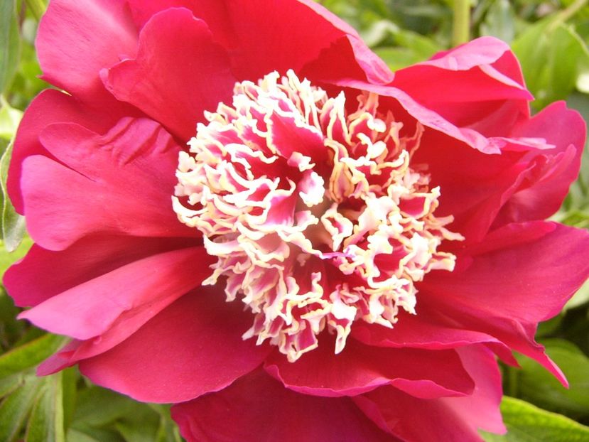 Paeonia Charles Burgers - ANUL 2017 VII