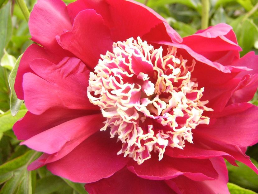 P1330690 - ANUL 2017 VII