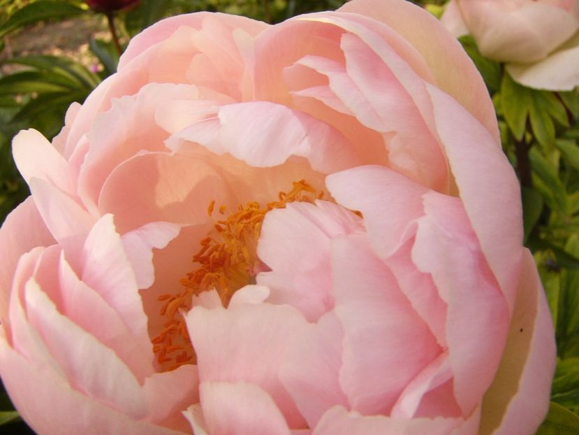 P1330701 - ANUL 2017 VII