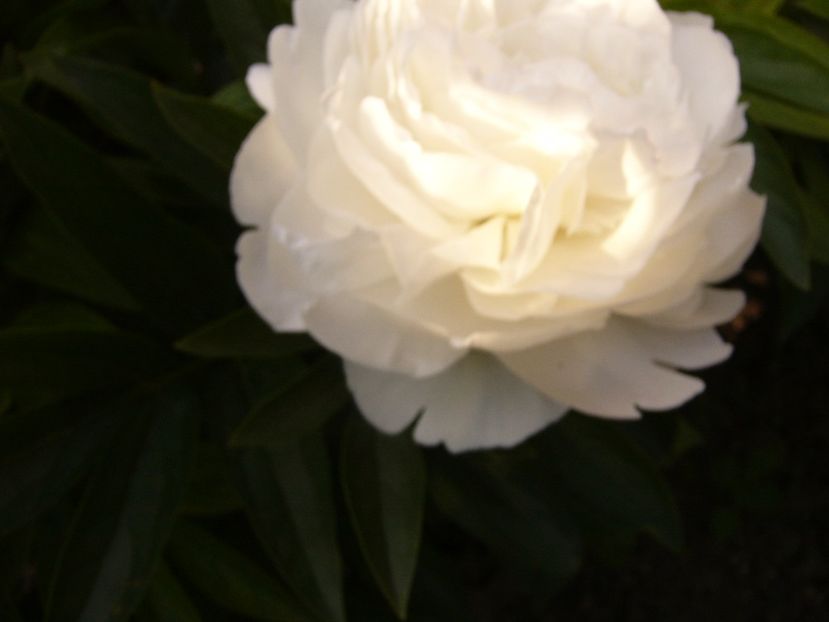 P1330708 - ANUL 2017 VII