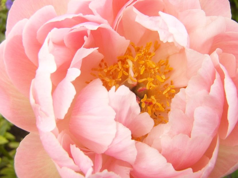 Paeonia Pink Hawaiian coral - ANUL 2017 VII