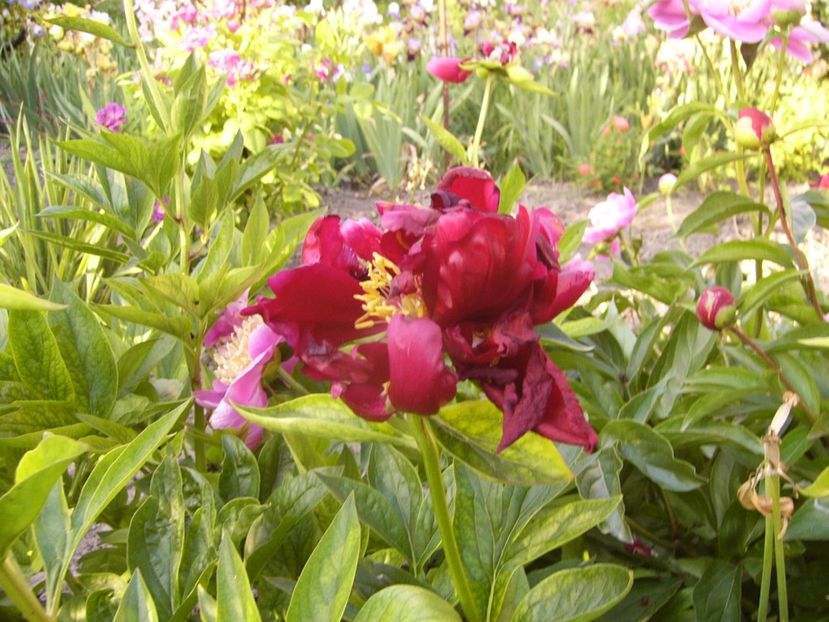 Paeonia Buckeye belle - ANUL 2017 VII