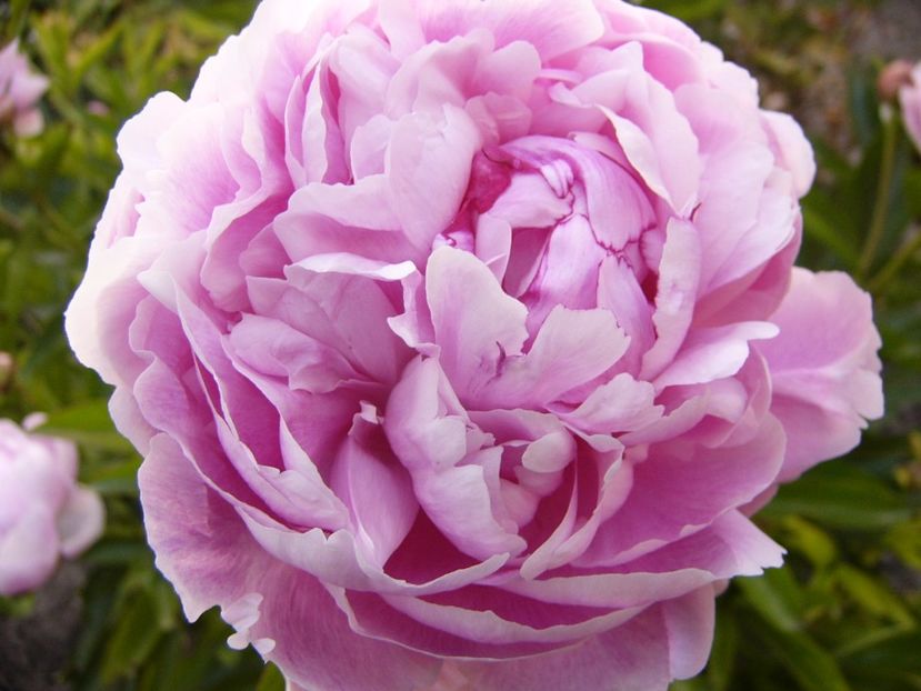 P1330753 - ANUL 2017 VII