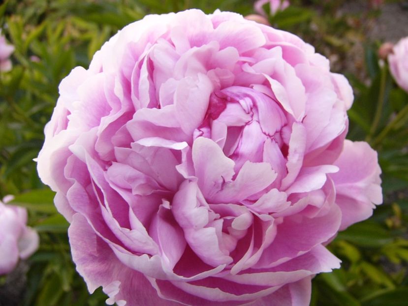 P1330755 - ANUL 2017 VII