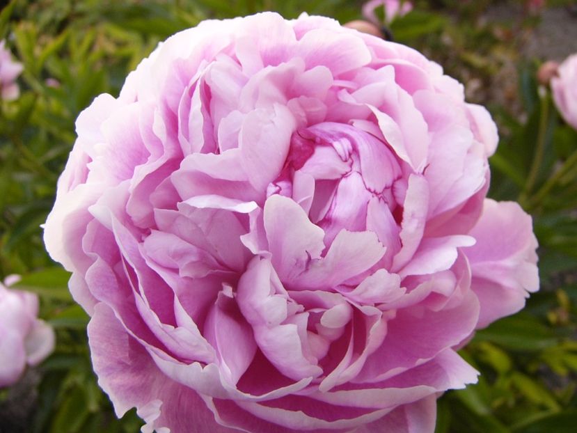 P1330756 - ANUL 2017 VII