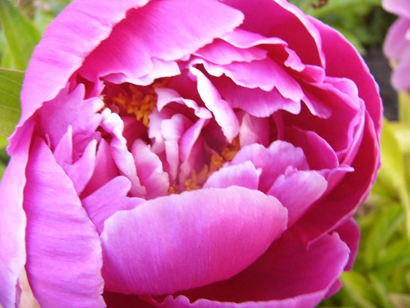 P1330758 - ANUL 2017 VII