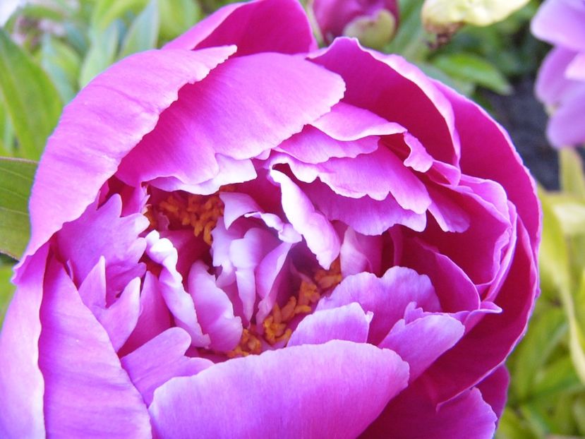 P1330759 - ANUL 2017 VII