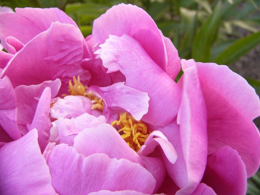 P1330762 - ANUL 2017 VII