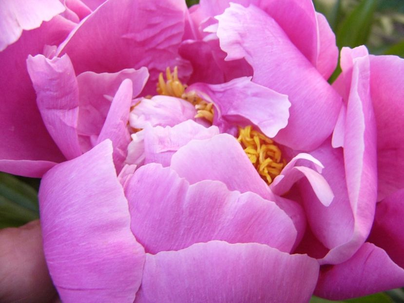 P1330763 - ANUL 2017 VII