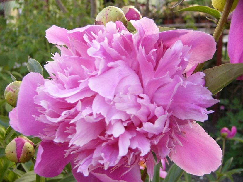 P1330765 - ANUL 2017 VII