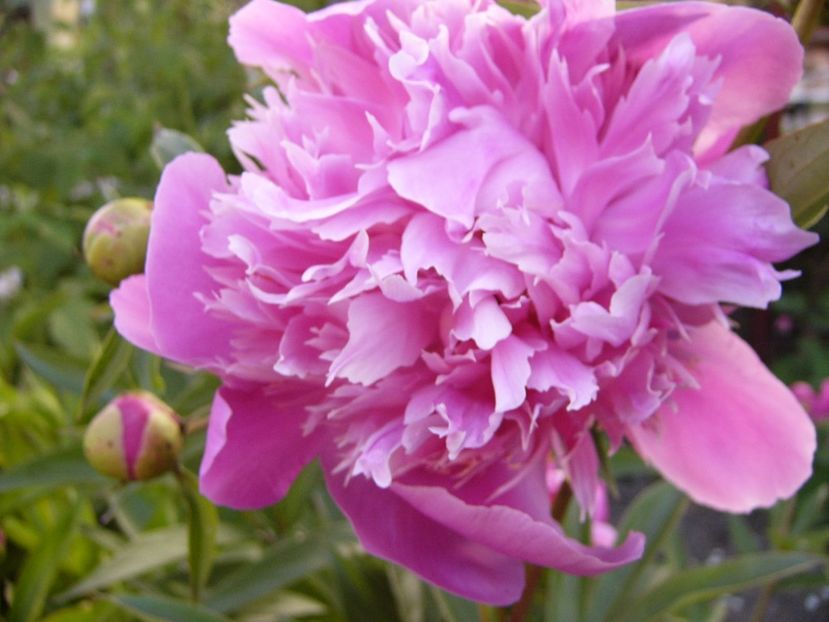 P1330767 - ANUL 2017 VII