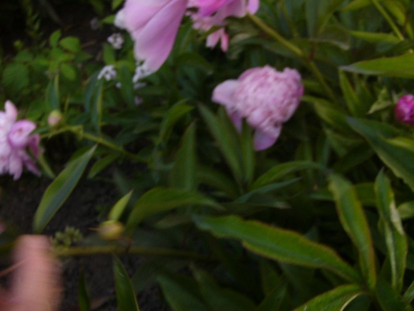 P1330770 - ANUL 2017 VII