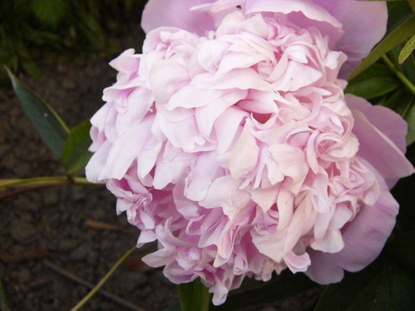 P1330772 - ANUL 2017 VII