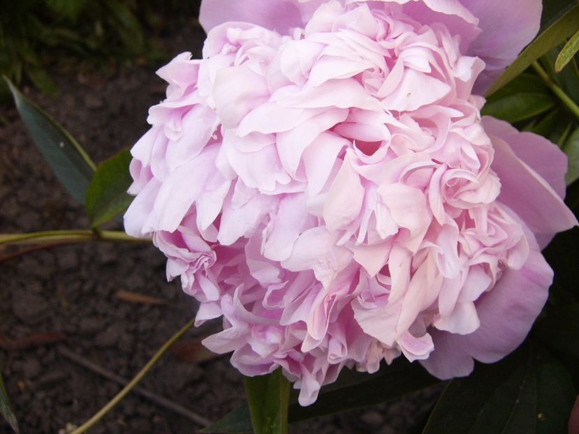 P1330773 - ANUL 2017 VII