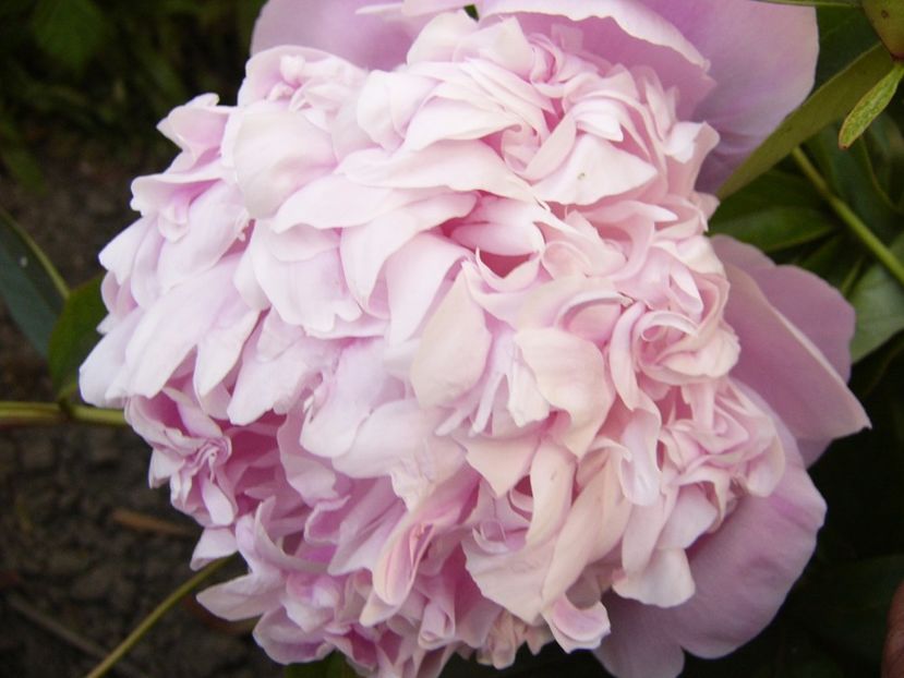 P1330774 - ANUL 2017 VII