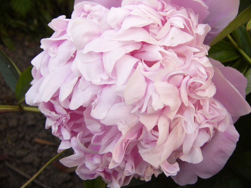 P1330775 - ANUL 2017 VII