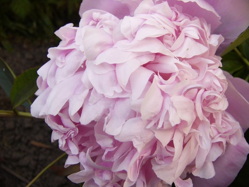 P1330776 - ANUL 2017 VII