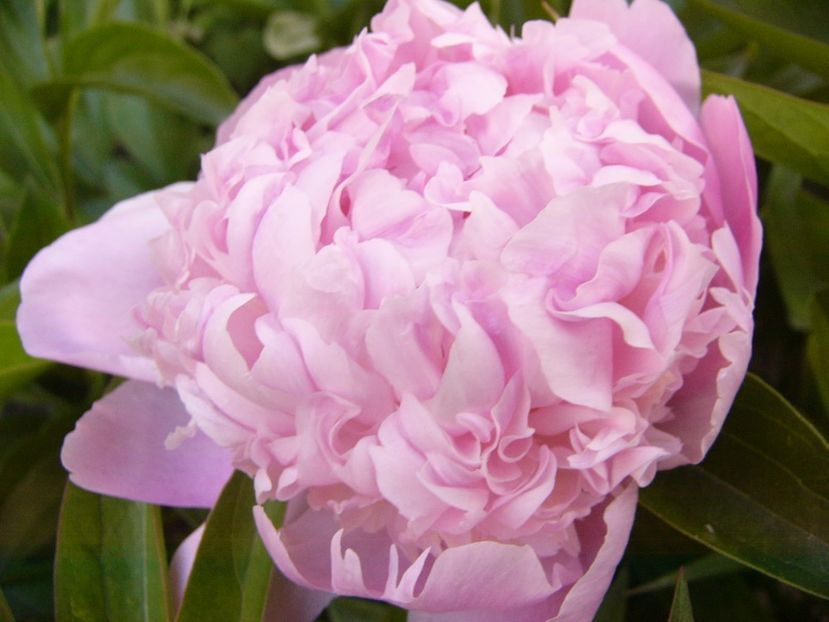 P1330778 - ANUL 2017 VII