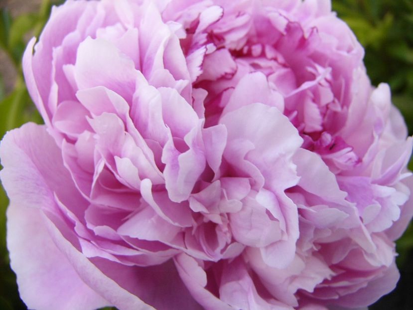 P1330783 - ANUL 2017 VII