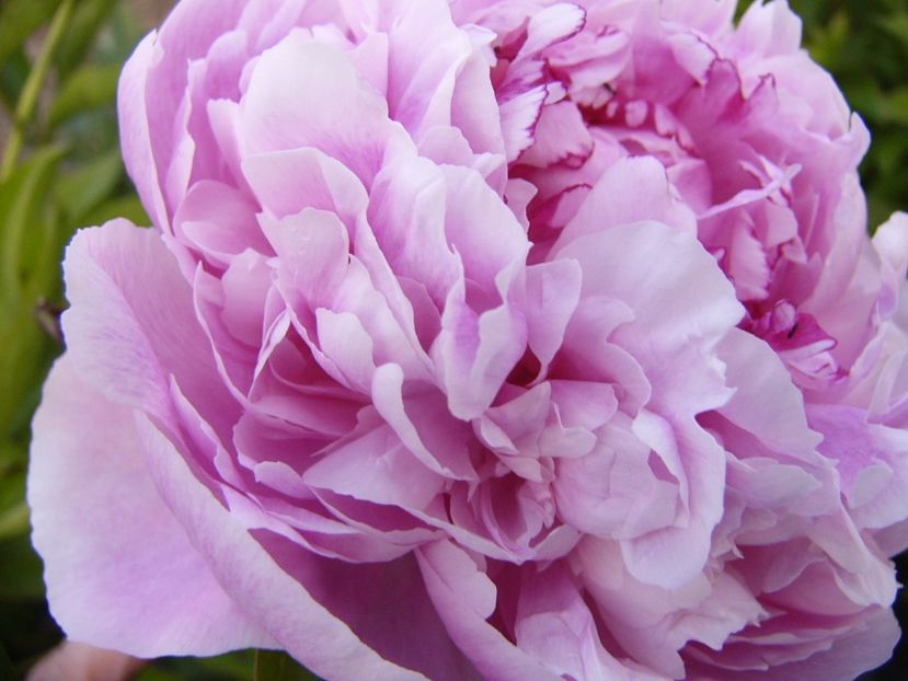 P1330785 - ANUL 2017 VII