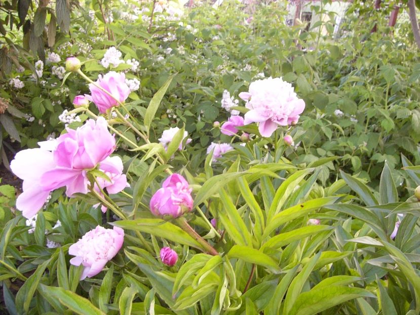 P1330787 - ANUL 2017 VII