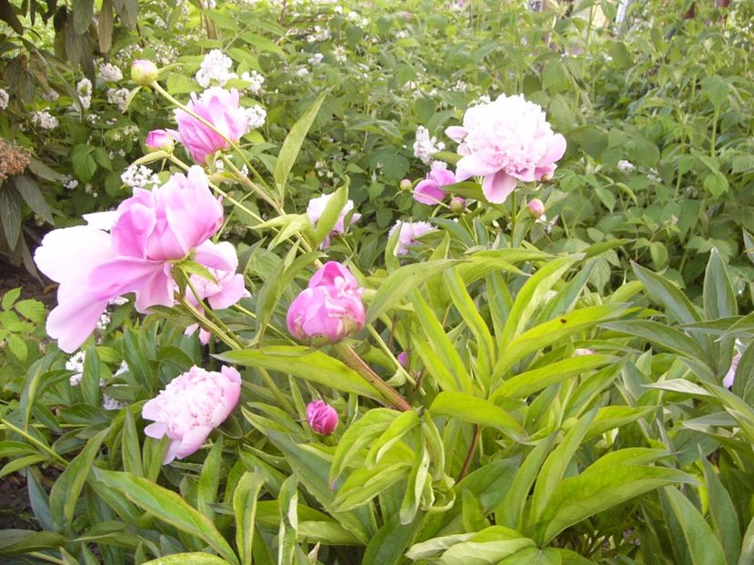 P1330789 - ANUL 2017 VII