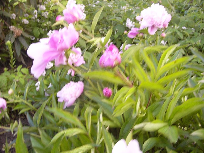 P1330790 - ANUL 2017 VII