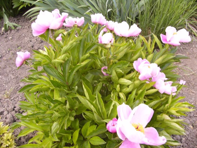 P1330792 - ANUL 2017 VII