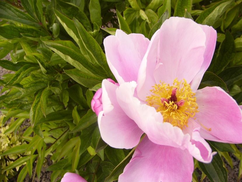 P1330794 - ANUL 2017 VII