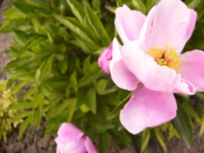 P1330795 - ANUL 2017 VII