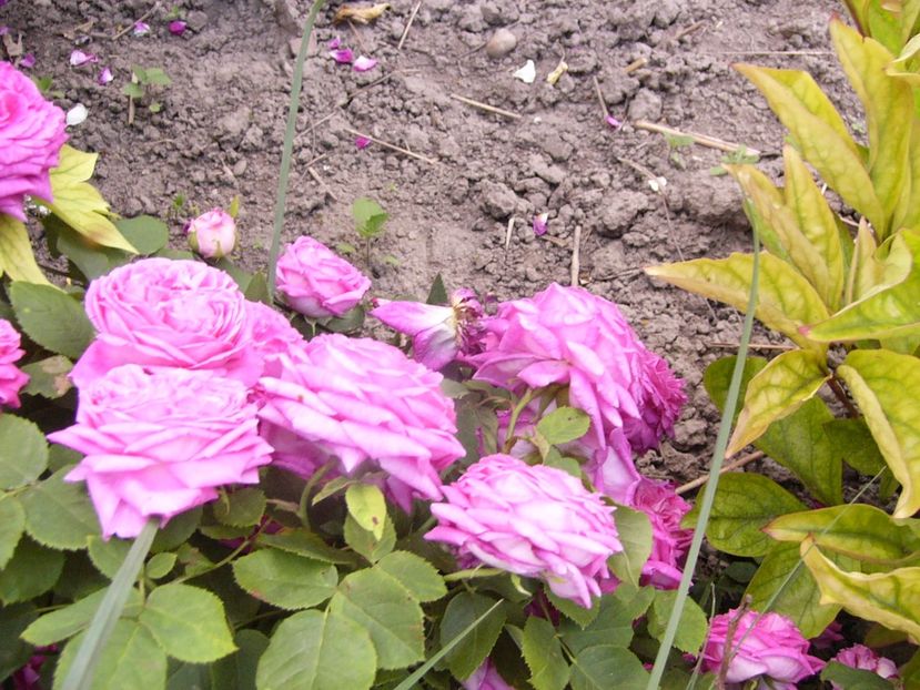 P1330798 - ANUL 2017 VII