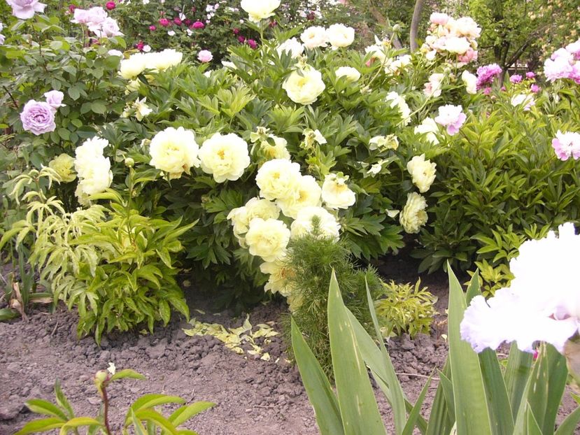 Paeonia Bartzela - ANUL 2017 VII