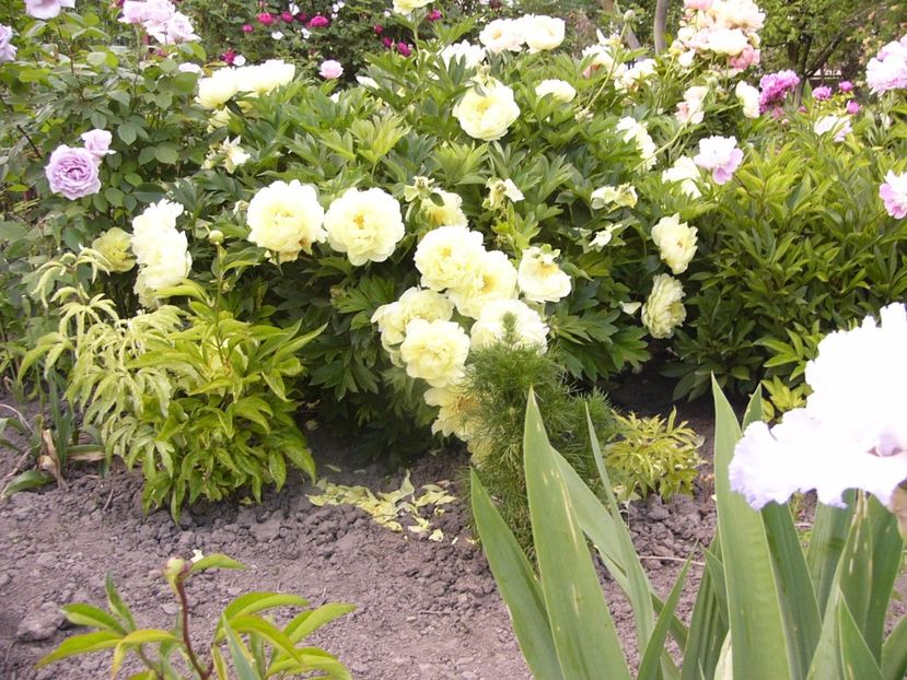 P1330803 - ANUL 2017 VII