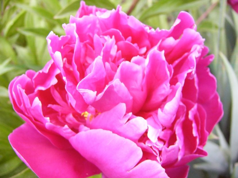 P1330806 - ANUL 2017 VII