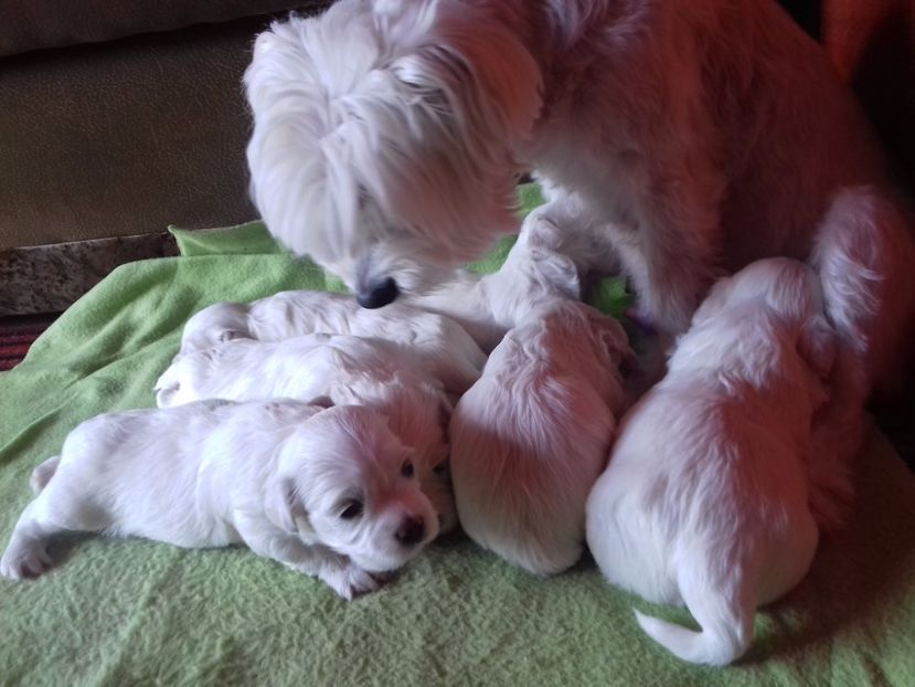  - Canisa de Manastireni